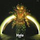 チューリップ「Ｈａｌｏ」