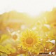 ＧＲｅｅｅｅＮ 「花唄」