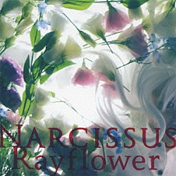 Ｒａｙｆｌｏｗｅｒ「ＮＡＲＣＩＳＳＵＳ」