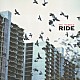 ライド「ＯＸ４＿　Ｔｈｅ　Ｂｅｓｔ　ｏｆ　ＲＩＤＥ」