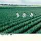 Ｎｅｇｉｃｃｏ「Ｎｅｇｉｃｃｏ　２０１１～２０１７　－ＢＥＳＴ－　２」