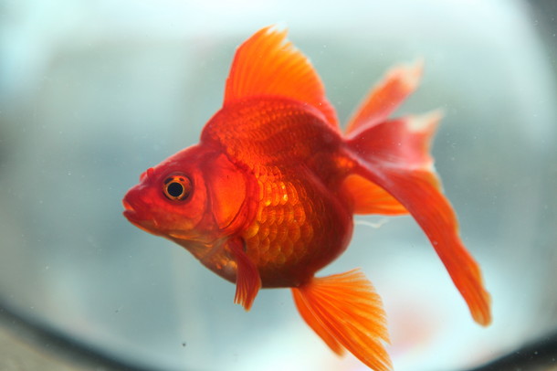 二階堂ふみ エロティックな触れ合い描く 蜜のあはれ 金魚のように口をパクパクするメイキング映像解禁 Daily News Billboard Japan
