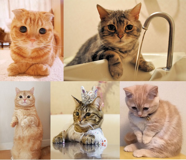 「チーム・エドシーニャン」2枚目/3