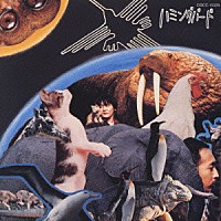 ＨＵＭＭＩＮＧ　ＢＩＲＤ「 ハミング　バード」