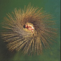 ピーター・ガブリエル「 ＯＶＯ～ザ・ミレニアム・ショウ」