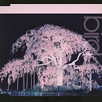 ｂｉｒｄ 「桜」