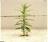 坂本サトル「 最後に咲く花」