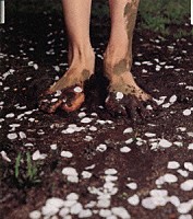 Ｃｏｃｃｏ「 けもの道」