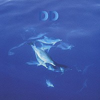 ＤＲＥＡＭ　ＤＯＬＰＨＩＮ「 １２ＤＯＬＰＨＩＮＳ　ＬＥＡＶＥ　ＴＨＥ　ＰＬＡＮＥＴ／ＴＨＥ　ＢＥＳＴ　ＯＦ　ＤＲＥＡＭ　ＤＯＬＰＨＩＮ」