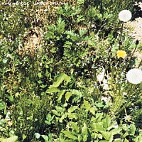 アンダーグラフ「 君の声」