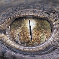 ロドリーゴ・イ・ガブリエーラ「 激情ギターラ！」