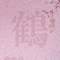 鶴「 桜」