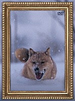 電気グルーヴ「 レオナルド犬プリオ」