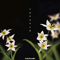 Ｈｉ－Ｆｉ　ＣＡＭＰ 「トルケスタニカ」