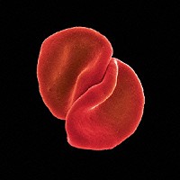 ピーター・ガブリエル「 スクラッチ・マイ・バック」