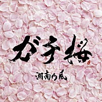 湘南乃風 「ガチ桜」