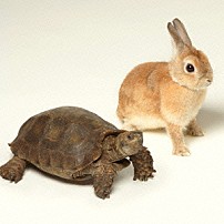 いきものがかり 「歩いていこう」