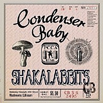 Ｓｈａｋａｌａｂｂｉｔｓ 「Ｃｏｎｄｅｎｓｅｒ　Ｂａｂｙ」