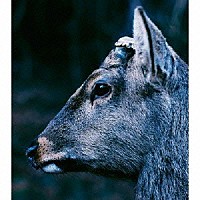 ｔｏｅ「 ｔｈｅ　ｂｏｏｋ　ａｂｏｕｔ　ｍｙ　ｉｄｌｅ　ｐｌｏｔ　ｏｎ　ａ　ｖａｇｕｅ　ａｎｘｉｅｔｙ」