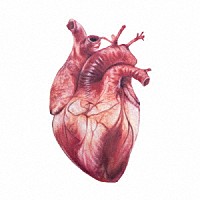 ｋａｍｏｍｅ　ｋａｍｏｍｅ「 ＢＥＤＳＩＤＥ　ＤＯＮＯＲＳ」