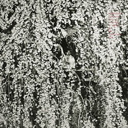 三上寛「負けるときもあるだろう」