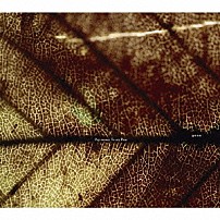 Ｐａｙ　ｍｏｎｅｙ　Ｔｏ　ｍｙ　Ｐａｉｎ 「ｇｅｎｅ」