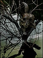 ｔｈｅ　ＧａｚｅｔｔＥ「 ＴＨＥ　ＧＡＺＥＴＴＥ　ＬＩＶＥ　ＴＯＵＲ　１３－１４　［ＭＡＧＮＩＦＩＣＥＮＴ　ＭＡＬＦＯＲＭＥＤ　ＢＯＸ］　ＦＩＮＡＬ　ＣＯＤＡ　ＬＩＶＥ　ＡＴ　０１．１１　ＹＯＫＯＨＡＭＡ　ＡＲＥＮＡ」