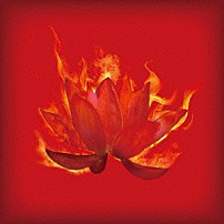 ＤＯＥＳ 「紅蓮」