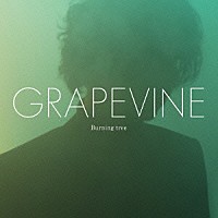 ＧＲＡＰＥＶＩＮＥ「 Ｂｕｒｎｉｎｇ　ｔｒｅｅ」