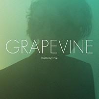 ＧＲＡＰＥＶＩＮＥ 「Ｂｕｒｎｉｎｇ　ｔｒｅｅ」