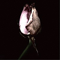 神はサイコロを振らない「 ａｎｆａｎｇ」