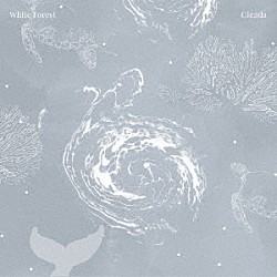 シカーダ「Ｗｈｉｔｅ　Ｆｏｒｅｓｔ」