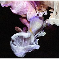 シミアン・モバイル・ディスコ「 マーマレーションズ」