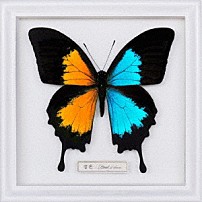 ＦＬＯＷ 「音色／Ｂｒｅａｋ　ｉｔ　ｄｏｗｎ」