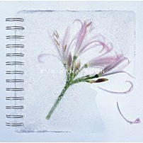 ＫＡＮＡ－ＢＯＯＮ 「ネリネ」