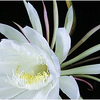 ｐｏｓｔｍａｎ「 Ｎｉｇｈｔ　ｂｌｏｏｍｅｒ」