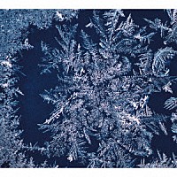 ＴＨＡ　ＢＬＵＥ　ＨＥＲＢ「 ＴＨＡ　ＢＬＵＥ　ＨＥＲＢ」