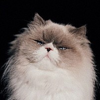 カネコアヤノ 「「燦々」」