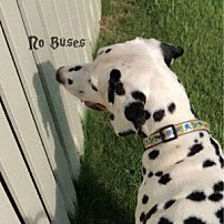 Ｎｏ　Ｂｕｓｅｓ 「Ｂｏｙｓ　Ｌｏｖｅｄ　Ｈｅｒ」