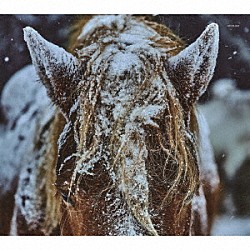 ＴＨＥ　ＡＮＤＳ「ｈｅｒｅｉｎ」