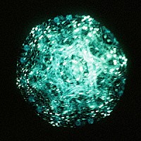 リーガルリリー「 Ｃとし生けるもの」