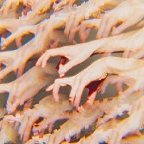 日食なつこ 「ミメーシス」