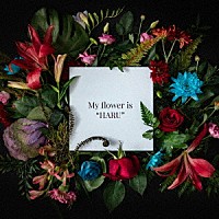 ＢＯＹ　ＭＥＥＴＳ　ＨＡＲＵ「 Ｍｙ　ｆｌｏｗｅｒ　ｉｓ　“ＨＡＲＵ”」