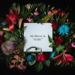 ＢＯＹ　ＭＥＥＴＳ　ＨＡＲＵ「Ｍｙ　ｆｌｏｗｅｒ　ｉｓ　“ＨＡＲＵ”」