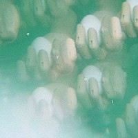 おいしくるメロンパン「 ｅｙｅｓ」