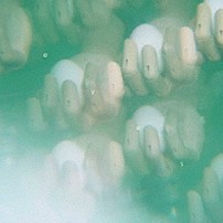 おいしくるメロンパン 「ｅｙｅｓ」