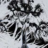 Ｐｌａｓｔｉｃ　Ｔｒｅｅ 「Ｐｌａｓｔｉｃ　Ｔｒｅｅ」