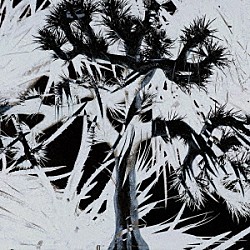 Ｐｌａｓｔｉｃ　Ｔｒｅｅ「Ｐｌａｓｔｉｃ　Ｔｒｅｅ」