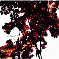 ａｃｉｄ　ａｎｄｒｏｉｄ 「１３：ｄａｙ：ｄｒｅａｍ」