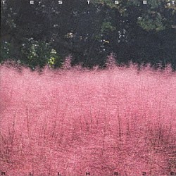 ＴＥＳＴＳＥＴ「ＡＬＬ　ＨＡＺＥ」